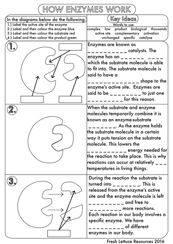 gcse enzymes worksheet