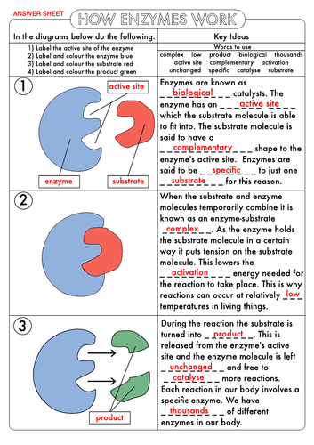 14 Best Images Of How Enzymes Work Worksheet Biology Enzyme Worksheet