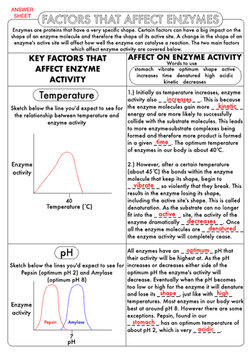 gcse enzymes worksheet