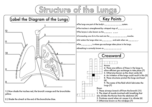 GCSE Biology: Bumper Worksheet Revision Pack | Teaching Resources