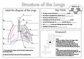 worksheet gcse revision lung biology structure tes exam lungs respiratory system heart worksheets resources pdf pe human bumper pack igcse