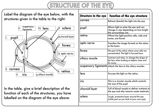 GCSE Nervous System The Eye by beckystoke Teaching