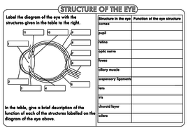 GCSE Biology: The Eye | Teaching Resources