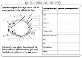 GCSE Nervous System: The Eye by beckystoke - Teaching Resources - Tes