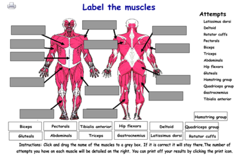 Muscle and bones flash games (GCSE PE REVISION) by emmalhoney