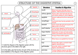 Gcse Biology Digestion Topic Resource Pack Updated By Beckystoke