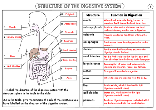 get-your-free-gcse-biology-revision-notes-on-specialised-cells-these