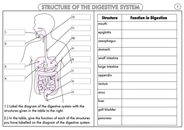 GCSE Digestion Topic Resource Pack UPDATED by beckystoke - Teaching ...