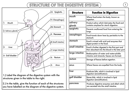 Worksheets Digestive System Worksheet gcse digestion topic resource pack by beckystoke teaching resources tes