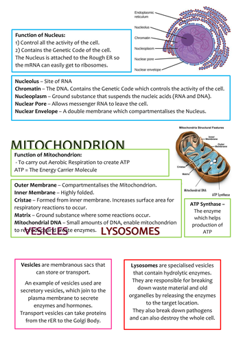 Biology AS Level OCR Revision Notes - Basic Components of Living ...
