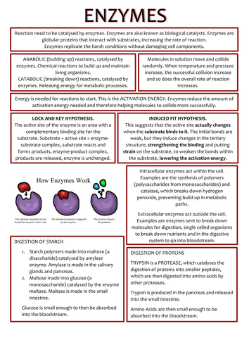 Biology AS Level Revision Notes - Enzymes and Plasma Membranes