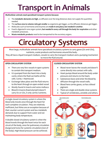 Biology AS OCR Revision Notes - Transport in Animals | Teaching Resources