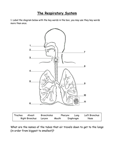 The Respiratory System - presentation with worksheets and video by juke