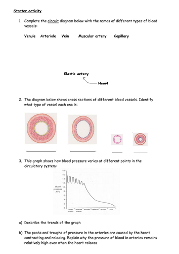 Blood vessel structure and function