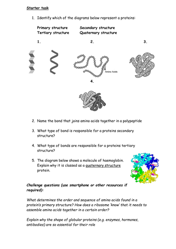 Protein structure worksheet