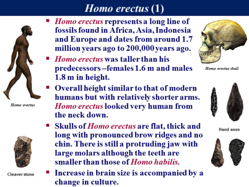 B3.2 Human Evolution - Fossil Evidence 1 by - UK Teaching Resources - TES