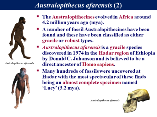 B3.2 Human Evolution - Fossil Evidence 1 | Teaching Resources