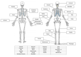 Skeletal System Worksheet and Answers | Teaching Resources