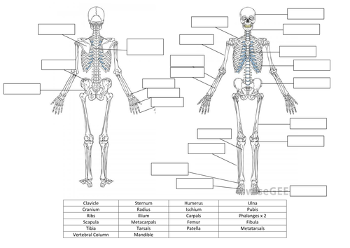 Printables Skeletal System Worksheet skeletal system worksheet and answers by hayleyanne20 teaching resources tes