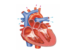 diagram energy level worksheet of  Anatomy Level Principles and   1 3 BTEC Unit Sport