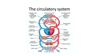 The circulatory system KS4 | Teaching Resources