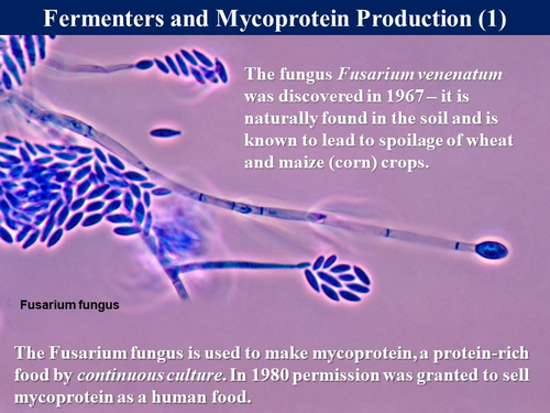 Bio7.19 Role of Biotechnology - Mycoprotein & Insulin | Teaching Resources