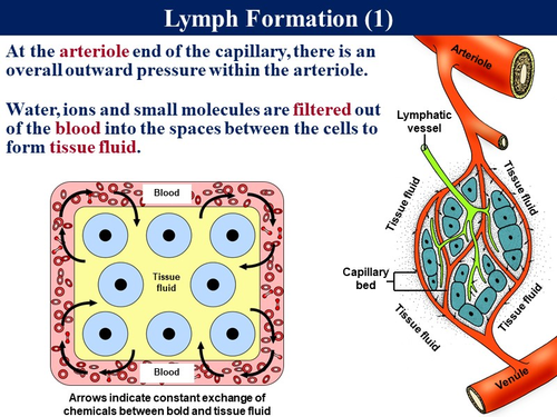 Bio2.6 Blood Vessels & Lymphatic System | Teaching Resources