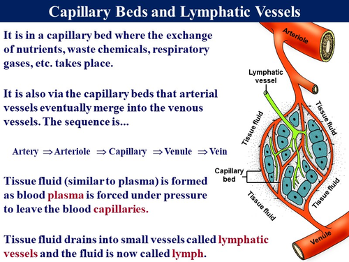 Bio2.6 Blood Vessels & Lymphatic System | Teaching Resources