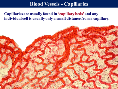 3.2.1 Blood Vessels | Teaching Resources