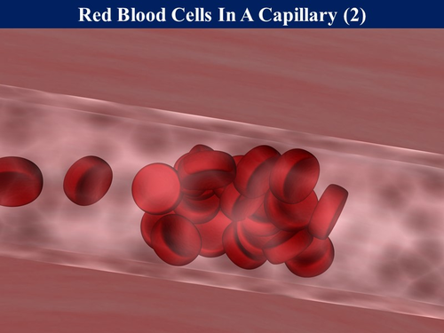Bio2.8 The Blood | Teaching Resources