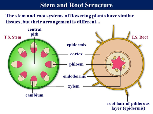 Bio2.15a Transport Systems in Plants | Teaching Resources