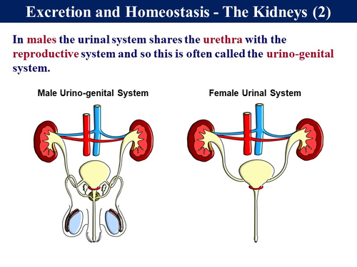 5.7 Homeostasis - Kidney & Osmoregulation | Teaching Resources