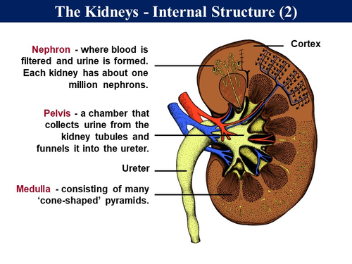 5.7 Homeostasis - Kidney & Osmoregulation | Teaching Resources