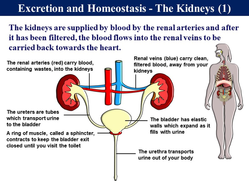 5.7 Homeostasis - Kidney & Osmoregulation | Teaching Resources