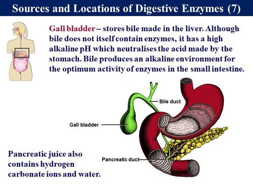 Bio2.17 Enzymes 2 - Digestion | Teaching Resources