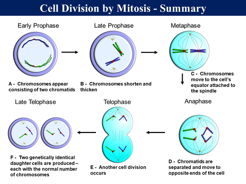 Bio1.7 Mitosis, Stem Cells & Cell Differentiation | Teaching Resources