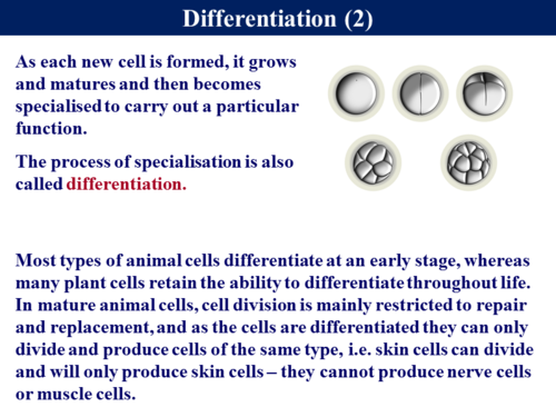 .2 Cell Differentiation & Stem Cells | Teaching Resources