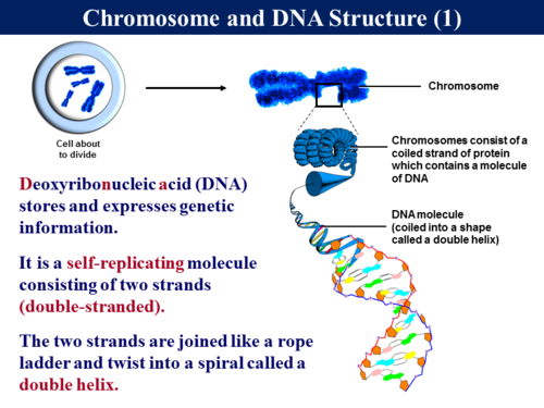 2.7.2 DNA and the Genetic Code | Teaching Resources