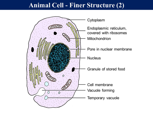 Bio1.1 Cells - Animals, Plants, Algae, Fungi & Bacteria | Teaching ...