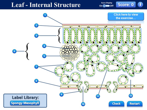 Bio2.3 Tissues & Organs - Plants | Teaching Resources