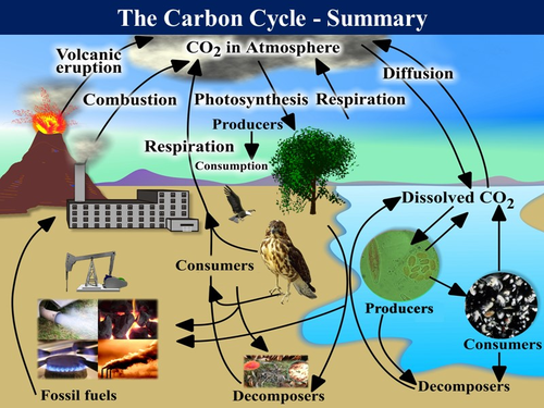 Bio7.8 7.9 Decay & The Carbon Cycle 