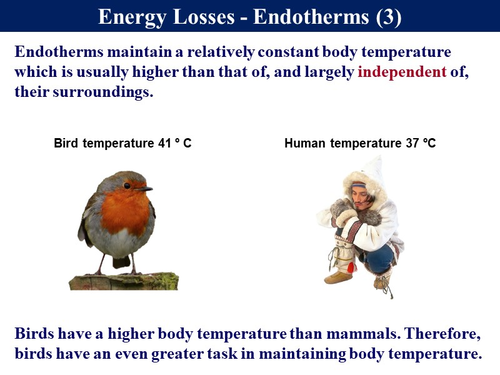 Bio7.6_7.7 Food Chains, Webs, Pyramids, Biomass & Energy Cycle ... Biology Diagrams