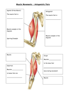 AQA GCSE PE 2016 Spec - Muscular Movements (antagonistic pairs