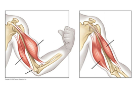 muscles presentation antagonistic aqa pe gcse spec movements group pairs kb pptx