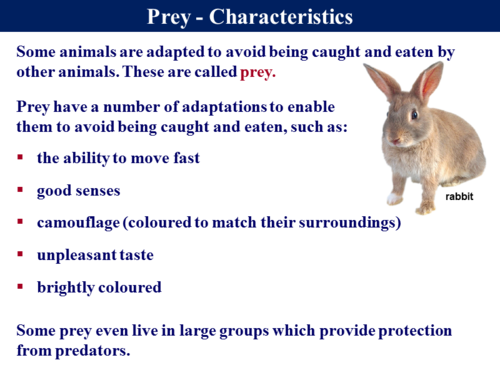 1.4.2 Predator Prey Relationships | Teaching Resources