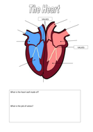 AQA GCSE PE 2016 Spec - The Heart and Cardiac Cycle | Teaching Resources