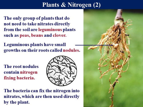 VITAMINS AND MINERALS ONLY FOUND IN PLANTS visual data 8