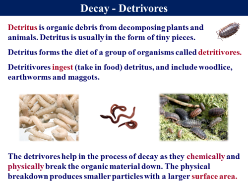 B4.g Decay and Food Preservation | Teaching Resources