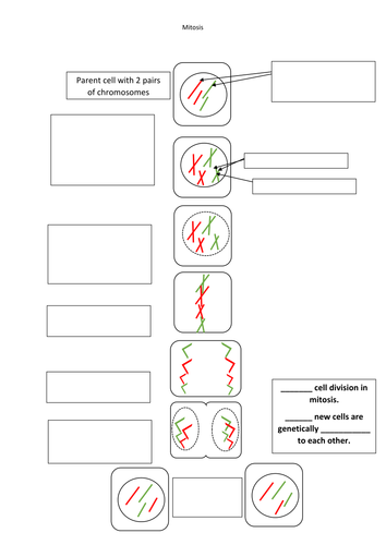 Printables Meiosis Worksheet meiosis worksheet pdf pichaglobal syndeomedia