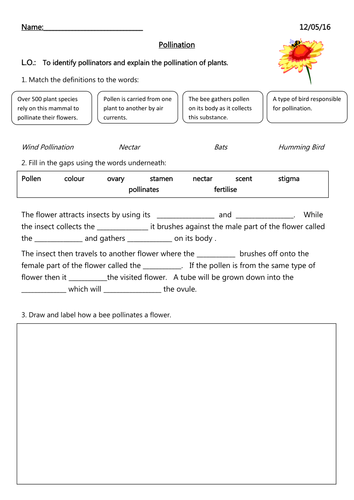 Pollination Worksheet | Teaching Resources